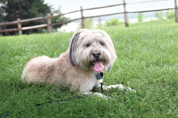 Photo of Minnow the dog laying in the grass.