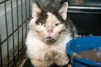 Jonas the cat found in a feces-encrusted crate.