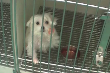 A sick Maltese was kept in the back room of the Petland in Las Vegas for about a month