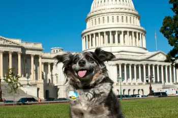 Happy dog standing in front of Capitol building