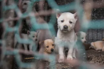 A puppy looks desperately through a chainlink cage full of despondant puppies