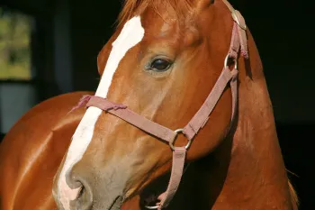A horse stands behind a railing in a barn