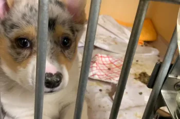 Filthy "sick room" cage of puppy being treated for illness at American Kennels, NY