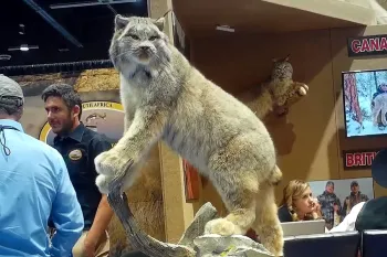 lynx taxidermy trophy on display at  Safari Club International's annual convention in Reno, Nevada