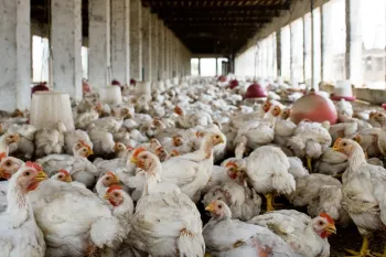 Photo of an industrial chicken operation in India.
