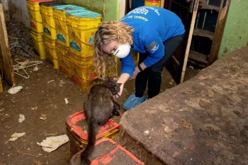 HSUS rescuer petting a cat in an alleged neglect situation in Muncie, Indiana.