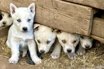 Several dusty puppies are huddled in a hole under the foundation of a deck, peeking out nervously