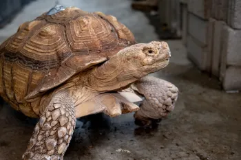 Goblin the tortoise walking on a concrete floor