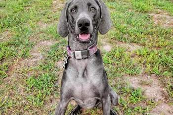 Alis the puppy grown up