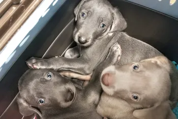 Pearls three puppies