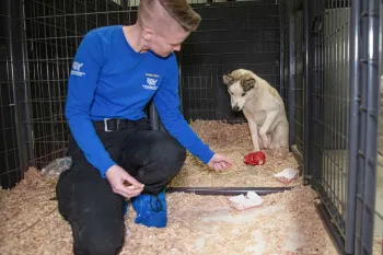 Inside a kennel, DeMent backs her way into a frightened dog’s presence.