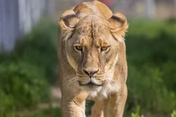 Douala the lioness