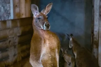 Kangaroo family found living together in a small enclosure at an unaccredited zoo outside Montreal