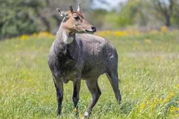Norman the Nilgai