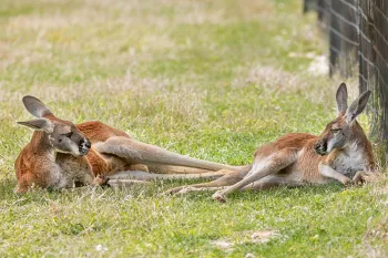 Ross and Rachel relax in the sun in their enclosure.