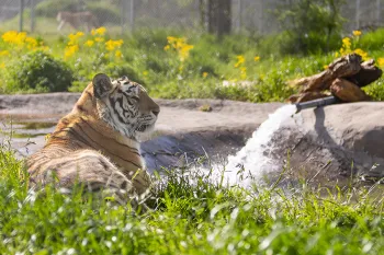Serenity the tiger relaxes in her new enclosure at Black Beauty Ranch.