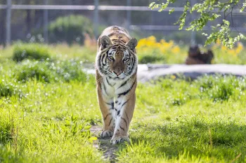 Theodora explores her new enclosure at the sanctuary.
