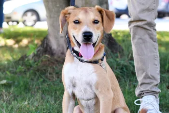 Happy dog at outdoor adoption event for animals in shelter