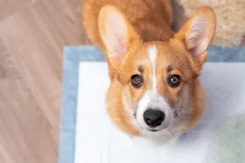 Corgi puppy using a wet pad to potty train