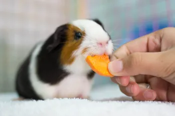 Guinea pig being fed a carrot. Learn more about what guinea pigs can eat. 