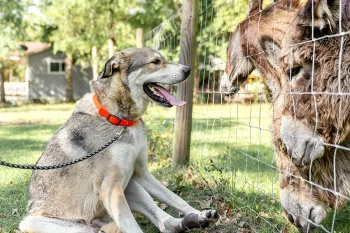 Dog seated, looking at donkeys