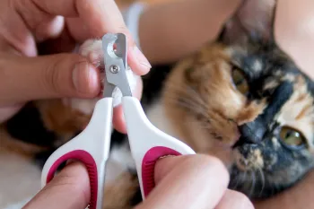 A person showing how to trim claws on a calm cat
