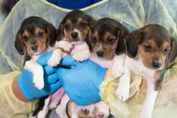 HSUS Animal Rescue Team members and volunteers carry beagles into the organization’s care and rehabilitation center