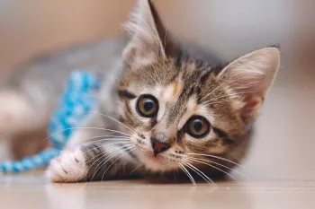 Teaching your kitten how to properly play will help to stop them from biting 