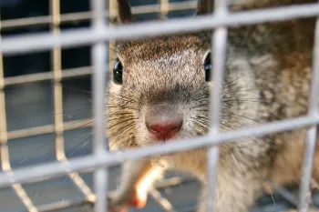 a wild squirrel trapped in a wire cage