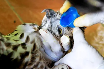 A raptor is cared for by a wildlife rehabilitator