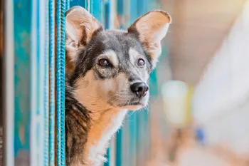 Dog in a local shelter looking for a home