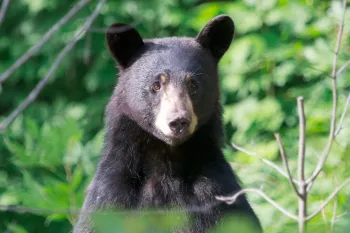 Black bear in the woods
