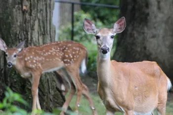 Three deer explore a backyard