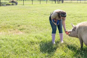 An intern at Black Beauty Ranch feeds one of the pigs an apple. 