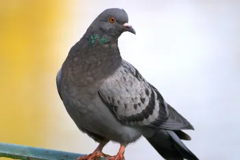 Pigeon on a metal fence