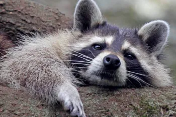 Raccoon lounging in a tree