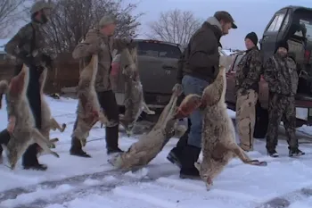 Wildlife killing contest participants carrying their killed wolves during undercover investigation
