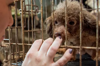 A puppy in a puppy mill is being rescued by a woman