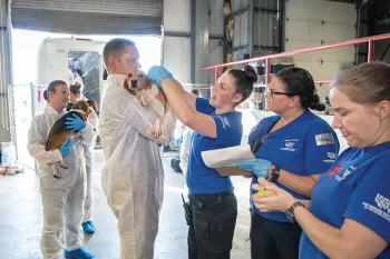 Beagles arrive at the HSUS temporary shelter