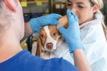 Closeup showing the tattoo inside a beagles ear.