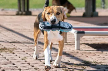 Photo of a beagle with a toy in it's mouth