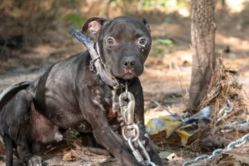 Ray J the dog tied with heavy chains to a tree.