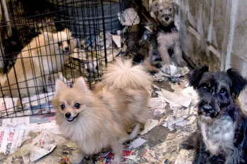 Filthy conditions surrounding dogs inside a puppy mill.