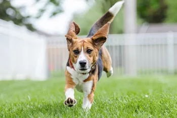 Teddy the beagle running in a yard after being freed from research