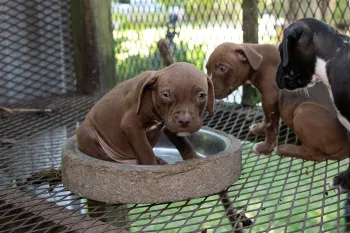 Puppies before being rescued at a dogfighting operation in South Carolina