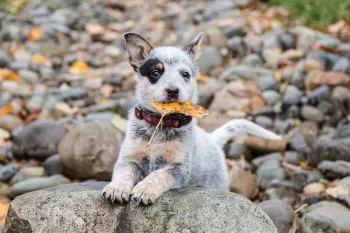Cute dog holding a leaf