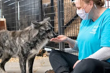 A female volunteer feeds a shelter dog from her hand