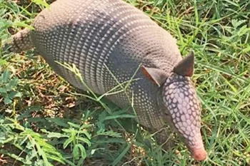 Armadillo in the grass