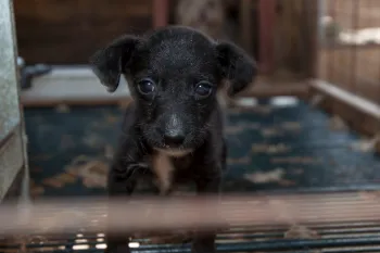 Small black dog in dark puppy mill cage