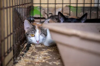 Cats in dirty cage before being rescued from an alleged cruelty situation in Crystal Springs, MS